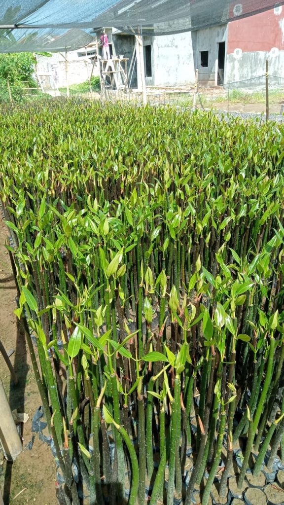 jual bibit mangrove