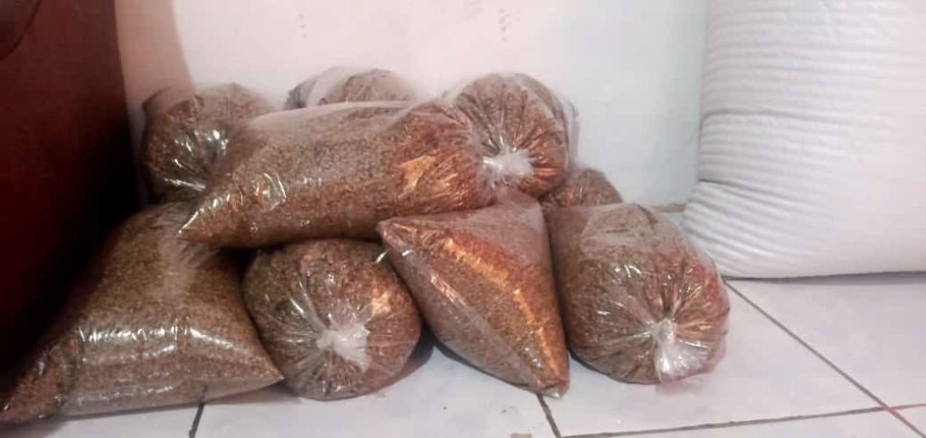 jual biji cemara laut